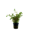 Rotala rotundifolia- Tropica Tropica - 1