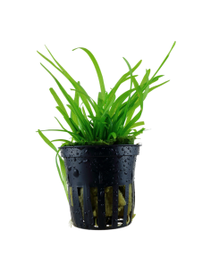 Sagittaria subulata- Tropica Tropica - 1