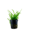 Sagittaria subulata- Tropica Tropica - 1