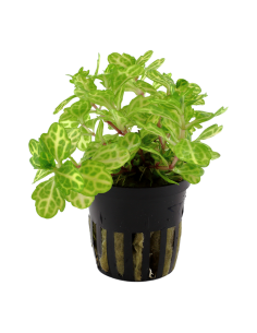 Shinnersia rivularis 'Weiss-Grün'- Tropica Tropica - 1