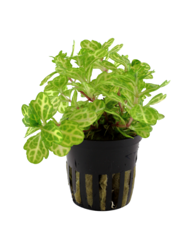 Shinnersia rivularis 'Weiss-Grün'- Tropica Tropica - 1