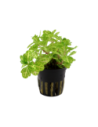 Shinnersia rivularis 'Weiss-Grün'- Tropica Tropica - 1