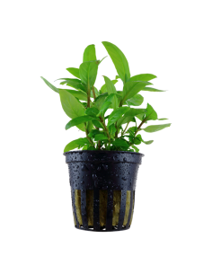 Staurogyne repens- Tropica Tropica - 1