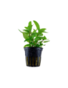 Staurogyne repens- Tropica Tropica - 1