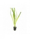 Vallisneria americana 'Gigantea'- Tropica Tropica - 1