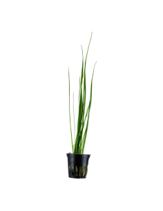 Vallisneria nana- Tropica Tropica - 1