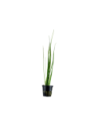 Vallisneria nana- Tropica Tropica - 1