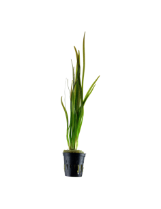 Vallisneria spiralis 'Tiger'- Tropica Tropica - 1