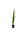 Vallisneria spiralis 'Tiger'- Tropica Tropica - 1