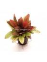 Echinodorus Regine Hildebrand  - 1