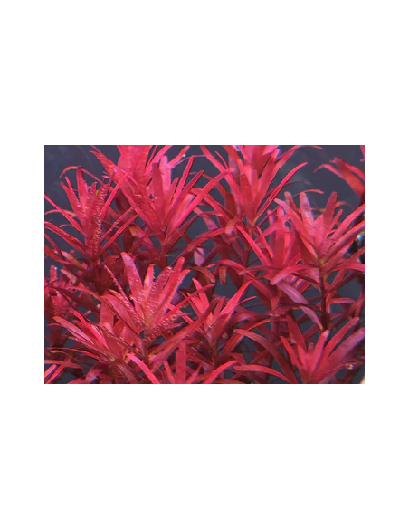 Rotala species Blood red SG  - 1