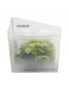 Anubias Nana Gold Invitro  - 1