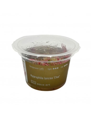 Hygrophila lancea sp. 'Araguaia' chai- In Vitro Cup  - 1
