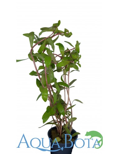 Nesea pedicellata ‘green’  - 1