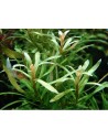 Nesea pedicellata ‘green’  - 2