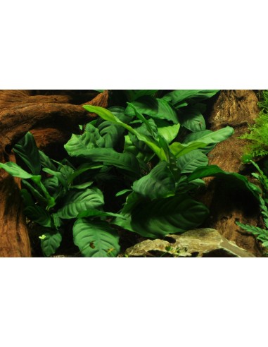 anubias coffeefolia  - 2