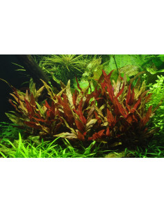 Alternanthera reineckii 'Pink'- Tropica Tropica - 2