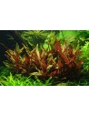 Alternanthera reineckii 'Pink'  - 2