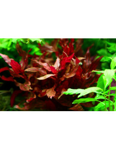 Alternanthera reineckii 'Rosanervig'  - 3