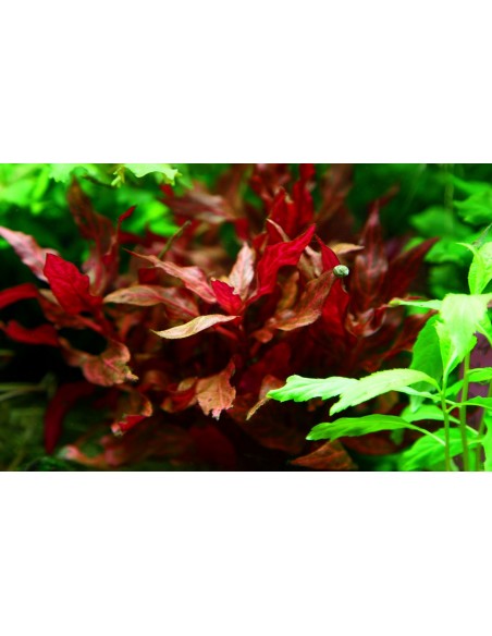 Alternanthera reineckii 'Rosanervig'  - 3