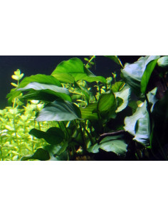 Anubias barteri  - 3