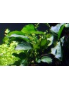 Anubias barteri  - 3