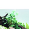 Anubias gracilis  - 3