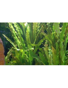 Aponogeton crispus  - 2