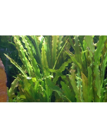 Aponogeton crispus  - 2
