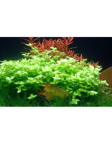 Bacopa australis  - 2