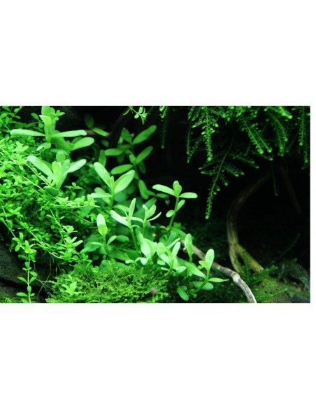 Bacopa crenata (monnieri)  - 3