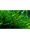 Bolbitis heudelotii- Tropica Tropica - 2