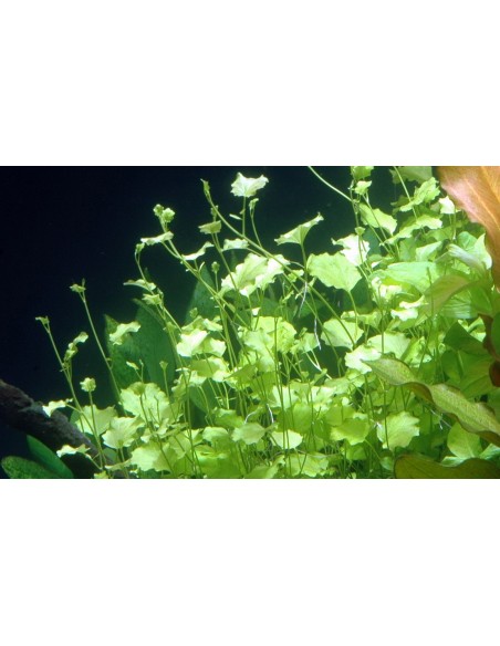 Cardamine lyrata- Tropica Tropica - 2