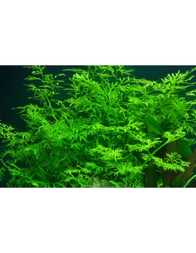 Ceratopteris thalictroides- Tropica Tropica - 2