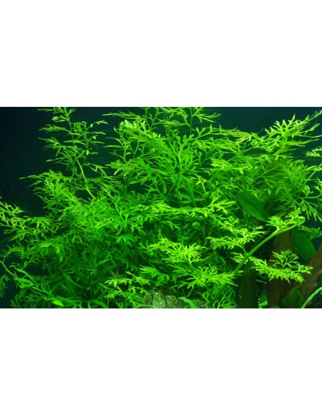 Ceratopteris thalictroides- Tropica Tropica - 2