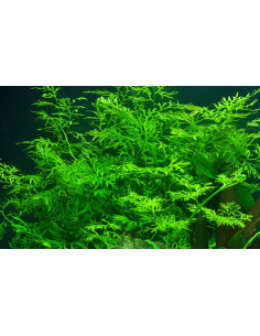 Ceratopteris thalictroides  - 2