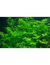 Ceratopteris thalictroides  - 2