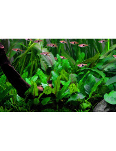 Cryptocoryne wendtii 'Green'  - 3
