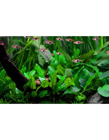 Cryptocoryne wendtii 'Green'  - 3