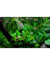 Cryptocoryne wendtii 'Green'  - 3