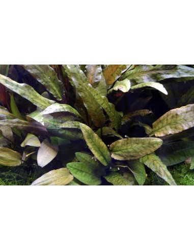 Cryptocoryne 'Tropica'  - 3