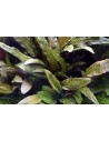 Cryptocoryne 'Tropica'  - 3