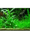 Cryptocoryne x willisii  - 3