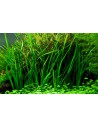 Cyperus helferi- Tropica Tropica - 2