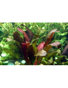 Echinodorus x barthii  - 2