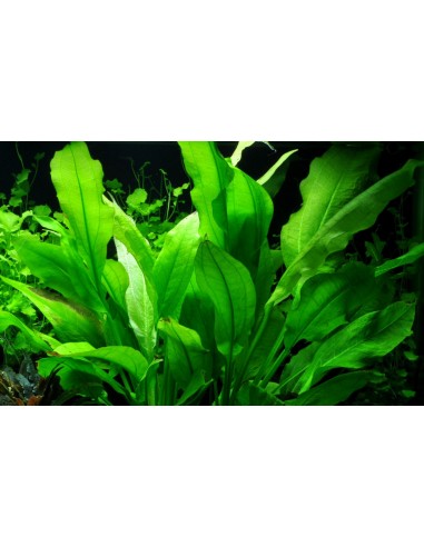 Echinodorus grisebachii 'Bleherae'- Tropica Tropica - 2