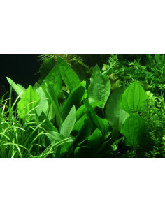 Echinodorus grisebachii 'Parviflorus'  - 2