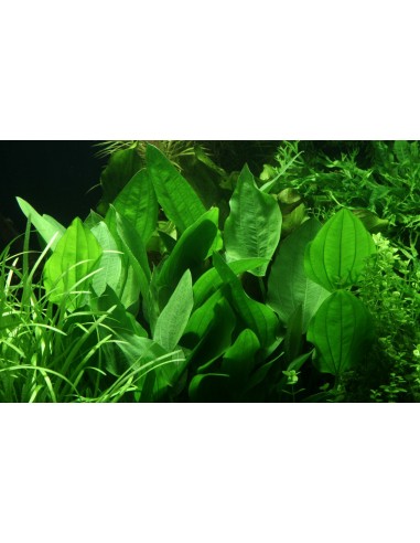 Echinodorus grisebachii 'Parviflorus'  - 2