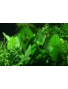 Echinodorus grisebachii 'Parviflorus'  - 2
