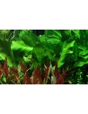 Echinodorus 'Ozelot Green'  - 3
